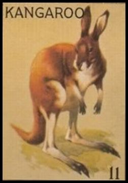11 Kangaroo
